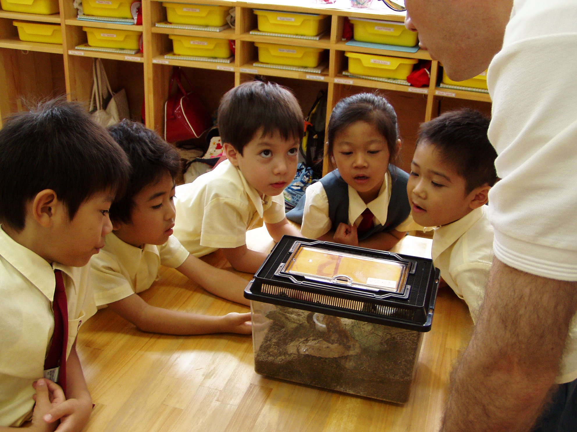 虫を観察する幼児部の子どもたち